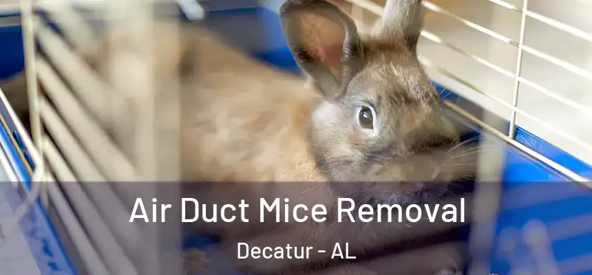  Air Duct Mice Removal Decatur - AL